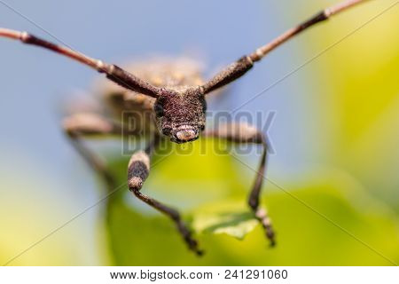 Portrait Of A Beetle On A Branch Of A Tree .