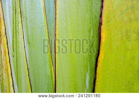 Texture On Body Of Traveler's Palm, Ravenala Banana