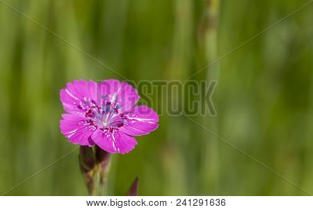 Carnations Are Beautiful Flowers For Your Garden