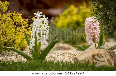 Beautiful White Hyacinth In Garden Flowerbed Close Up