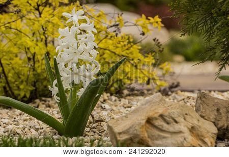Beautiful White Hyacinth In Garden Flowerbed Close Up