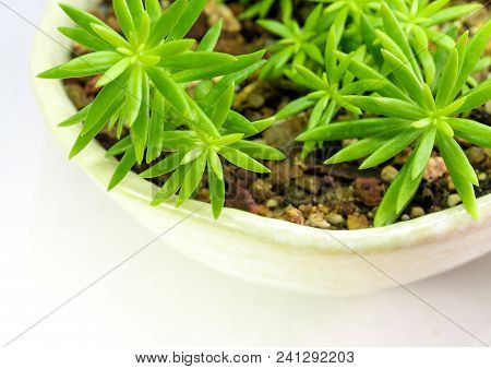Succulent Plant Stonecrop, Fresh Leaves Detail Of Sedum Angelina