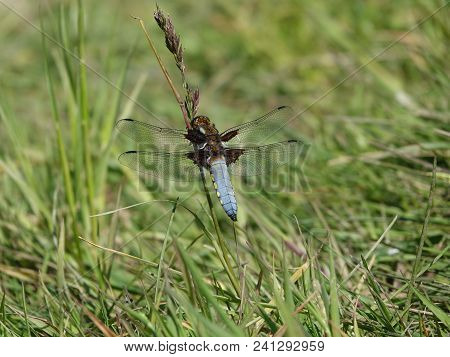 Male Broad Bodied Chaser ( Libellula Depressa) Resting On Grass Stem