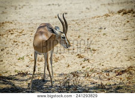 Dorcas Gazelle (gazella Dorcas) Inhabits Nature Desert Reserve Near Eilat, Israel.
Expanding Human C