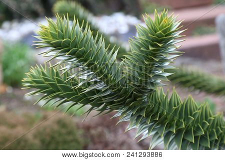 Araucaria Araucaria / Monkey Puzzle Tree Araucaria Araucaria