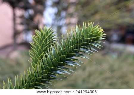 Araucaria Araucaria / Monkey Puzzle Tree Araucaria Araucaria