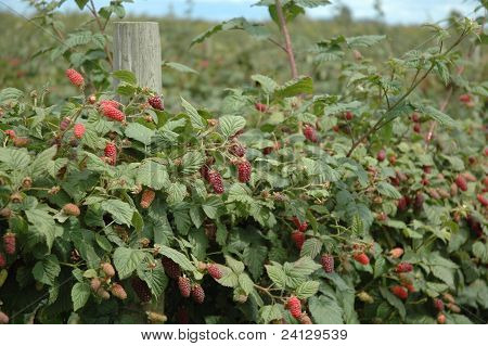 Sommar Tayberries