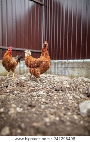 Orange Chicken Walking On The Ground On A Farm