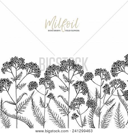 Hand Drawn Wild Hay Flowers. Yarrow Milfoil Flower. Medical Herb. Vintage Engraved Art. Border Compo