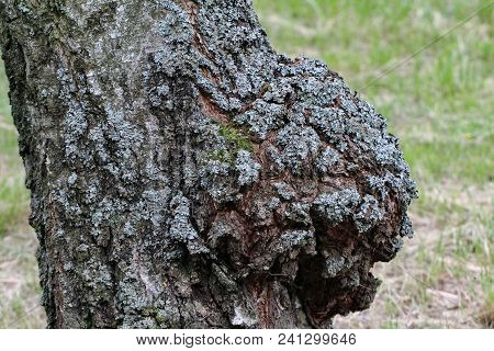 Outgrowth On The Tree / Outgrowth On The Tree