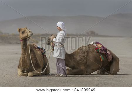 Al Safen, Oman, 27th April 2018: Bedouin Boy With His Camels In Omani Countryside