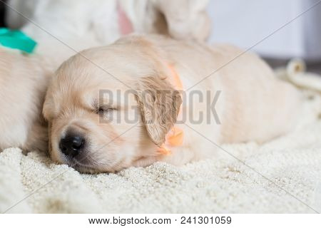 Portrait Of Cute Sleeping Golden Retriever Puppy With Orange Ribbon On The Blanket. Lovely One Month