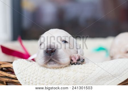 Portrait Of Two Weeks Old Cute Golden Retriever Puppy In The Basket. Sweet Golden Retriever Baby Boy