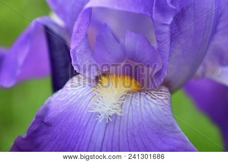Close-up Abstract Image Of Purple Iris (irideae) Flower In Cottage Garden. Spring Macro Outdoor Viol