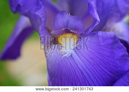 Close-up Abstract Image Of Purple Iris (irideae) Flower In Cottage Garden. Spring Macro Outdoor Viol