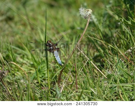 Male Broad Bodied Chaser (libellula Depressa) Resting On Grass Stem