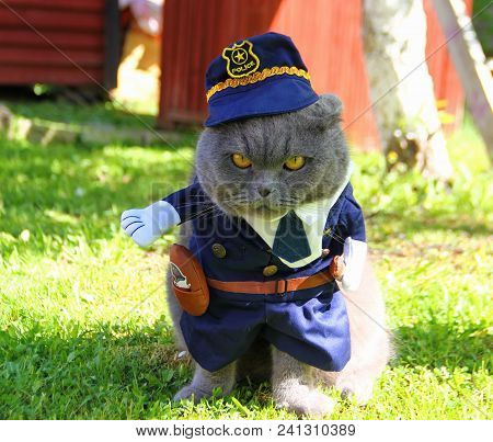 Angry Police Cat, In Blue Uniform, In Cap, Gray Scottish Fold Cat, Sitting, Protecting, Keeping Orde