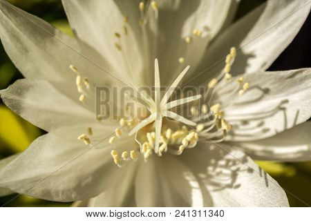 Macro White Flower Queen Of Night Epiphyllum Oxypetalum, Nocturnal Very Fragrant Flower Blooms At Ni