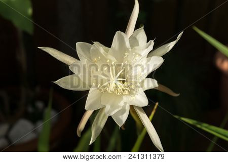 Macro Profile Backlit White Flower Queen Of Night Epiphyllum Oxypetalum, Nocturnal Very Fragrant Flo