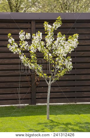Dwarf Cherry Growing In The Backyard, On A Green Lawn.