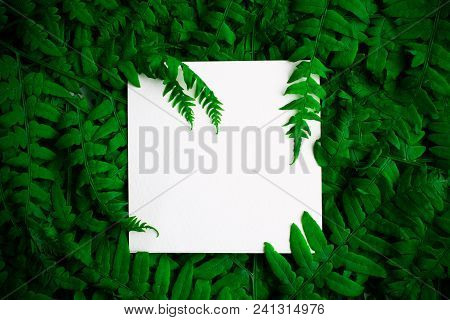 Green Polypody Fern. Midsummer Day Background With Free White Space