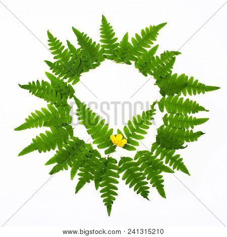 Fern Frond Frame Circle. Polypodiophyta Plant Leaves Decoration On White Background.