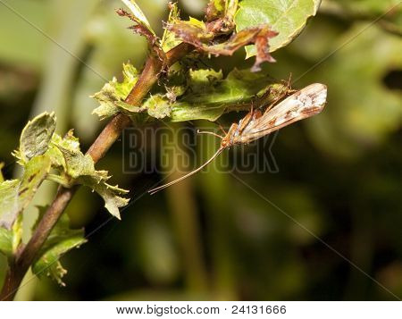 Caddis Mosca