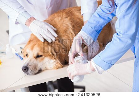 Doctor and assistant checking up golden retriever dog in vet cli