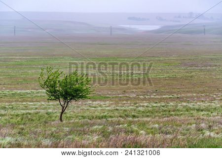 Beautiful Natural Background Of Single Lonely Tree In Foggy Steppe