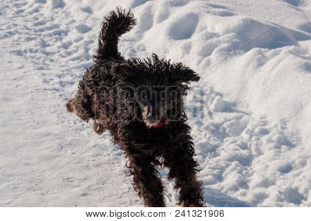 Black Poodle Briskly Runs Through The Snow In The Daytime.