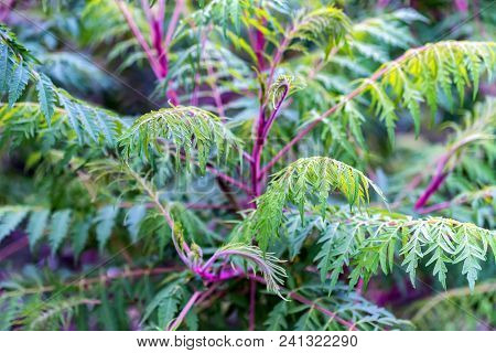 Close Up Green Sumac Tree Or Rhus Typhina