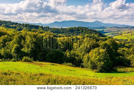 Forest On A Grassy Hill In Afternoon. Pikui Mountain In The Distance Under The Cloudy Afternoon Sky.