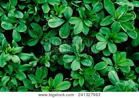 Green Background Texture Of Shamrock Alfalfa..green Plants. Leaves. Nature. Large Plan
