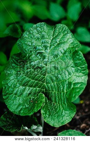 Burdock Green Leaf . Close-up. Green Plants. Nature. Great Plan.
Fresh Leaf Is Growing In The Field.