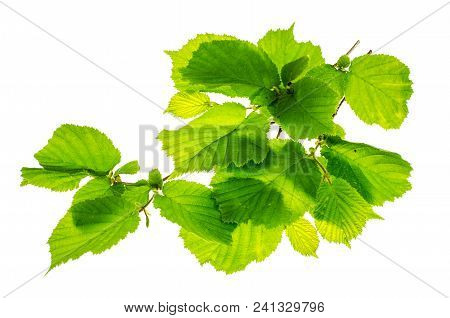 Corylus Branches With Young Green Leaves. Studio Photo