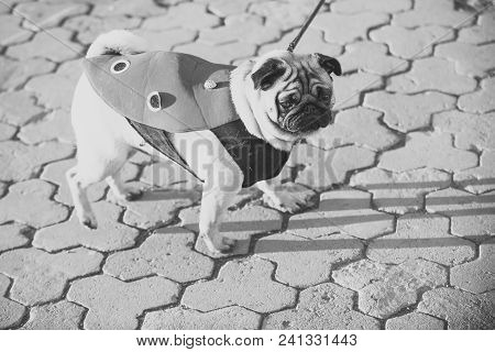 Dog Or Pugdog In Red Coat Walk On Pavement On Sunny Day Outdoor. Pet Fashion Concept. Friend, Compan