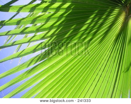 Palm Leaf