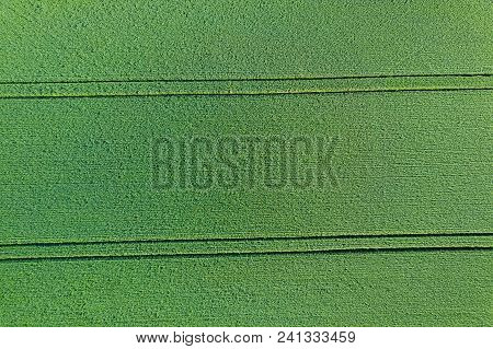 Young Green Grain Top View. Green Wheat.