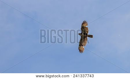 Common Buzzard Flight. Buteo Buteo.