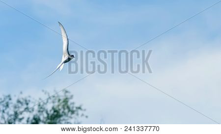 Little Tern Fly Sterna Albifrons Little Tern Fly