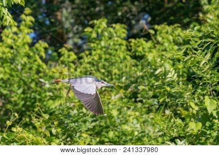 Black-crowned Night Heron Flying