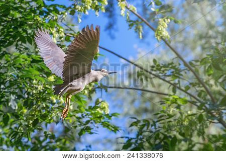 Black-crowned Night Heron Flying