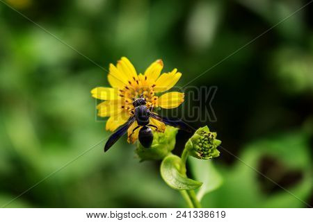 Black Bee Searce For Nectar Of Yellow Wild Flower In Bush