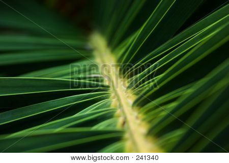 Date Palm Macro