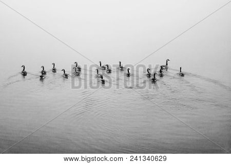 Flocks Of Ducks Swimming Away To The Distance In A Foggy Pond