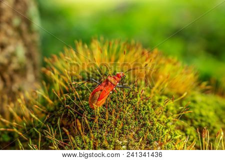 Red Insect Walk On Green Moss With Seed In The Morning Sun Shine