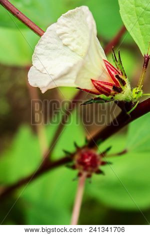 Full Bloom Of Rosella Flower Surrounding By The Green Leaves