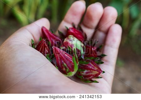 Handful Of Red Rosella Pod Hold By Girl Hand