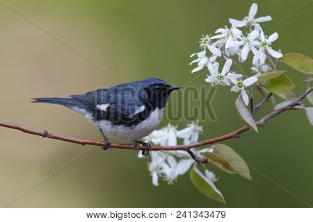 Male Black-throated Blue Warbler (setophaga Caerulescens) Perched On A Serviceberry Branch In Spring