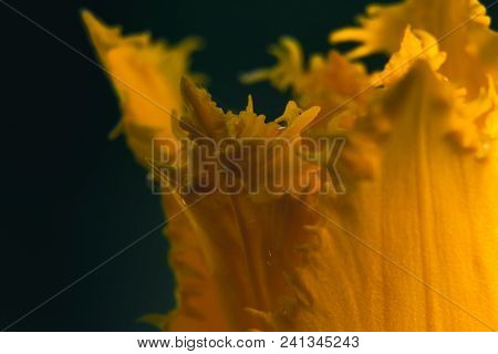 Insanely Beautiful Yellow Tulips In Macro Photography With A Sparkling Drop Of Water. Beautiful Back